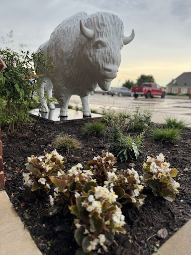 lawyer Bison Law Firm